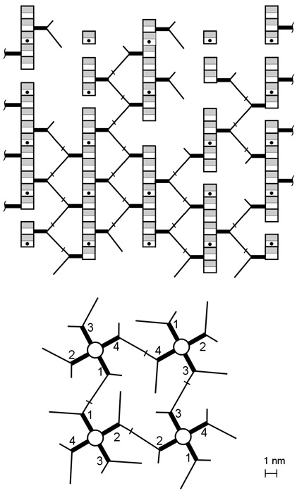 Scaffold model