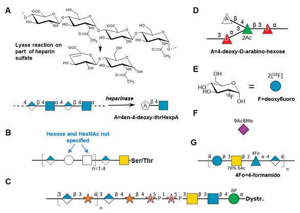 SNFG examples from various biological domains